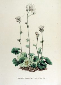 Flora Batava, deel 15, Jan Kops en F.W. van Eeden (1877)