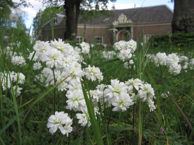 Haarlems Klokkenspel, Saxifraga granulata plena, saxifraga granulata flore plena, steenbreek, knolsteenbreek