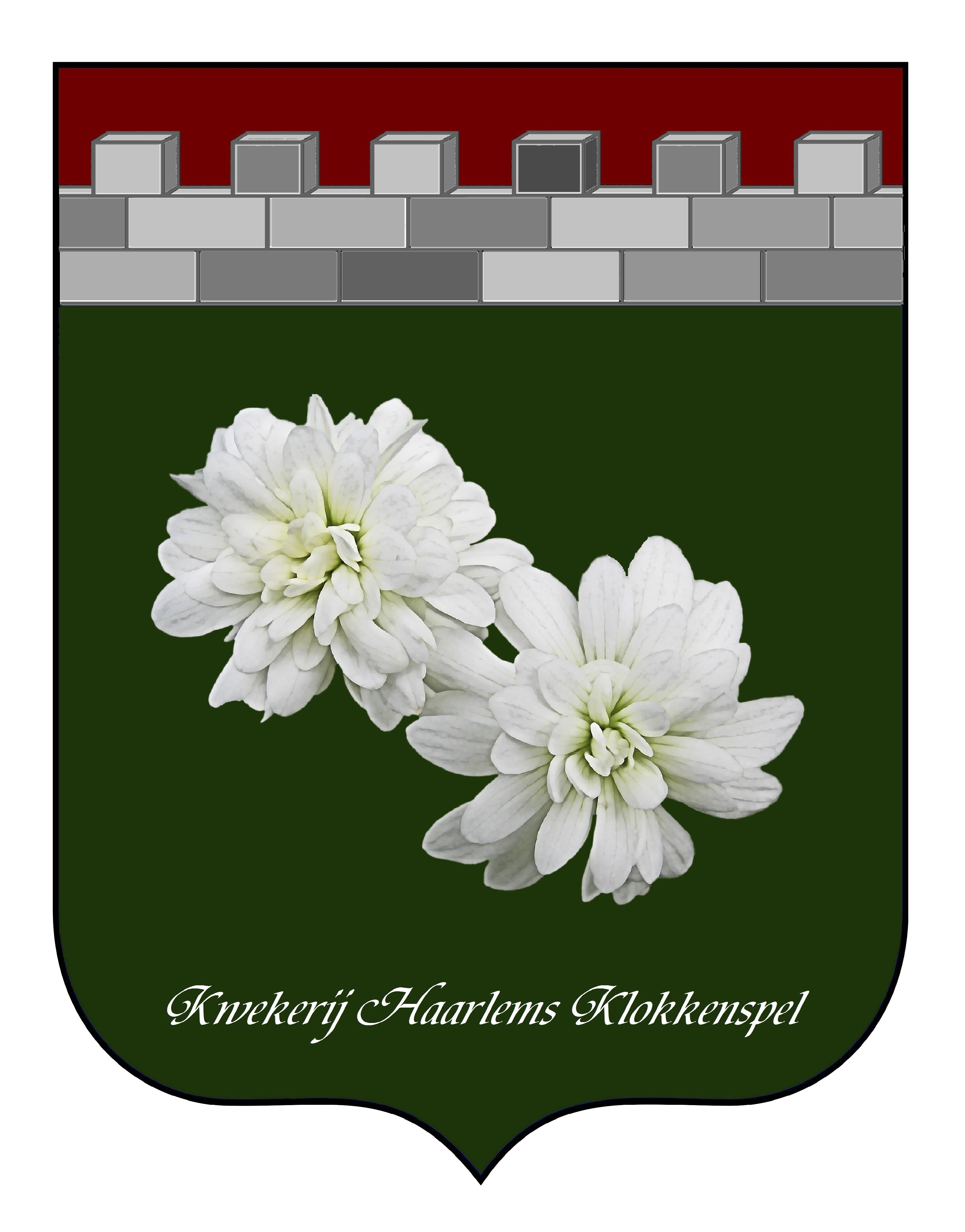 Haarlems Klokkenspel, saxifraga granulata plena, stinzenplant, knolsteenbreek