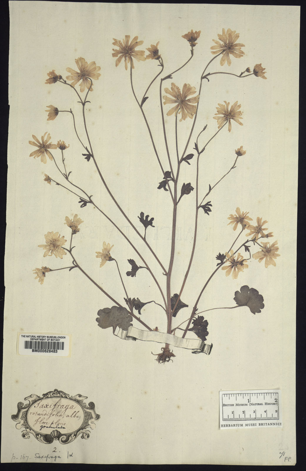 Haarlems Klokkenspel in het Clfford Herbarium - BM000628483
