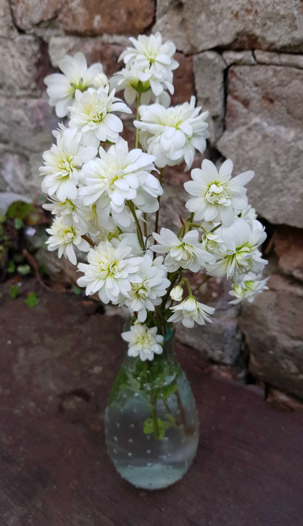 Haarlems Klokkenspel, Saxifraga granulata plena, saxifraga granulata flore plena. steenbreek, knolsteenbreek
